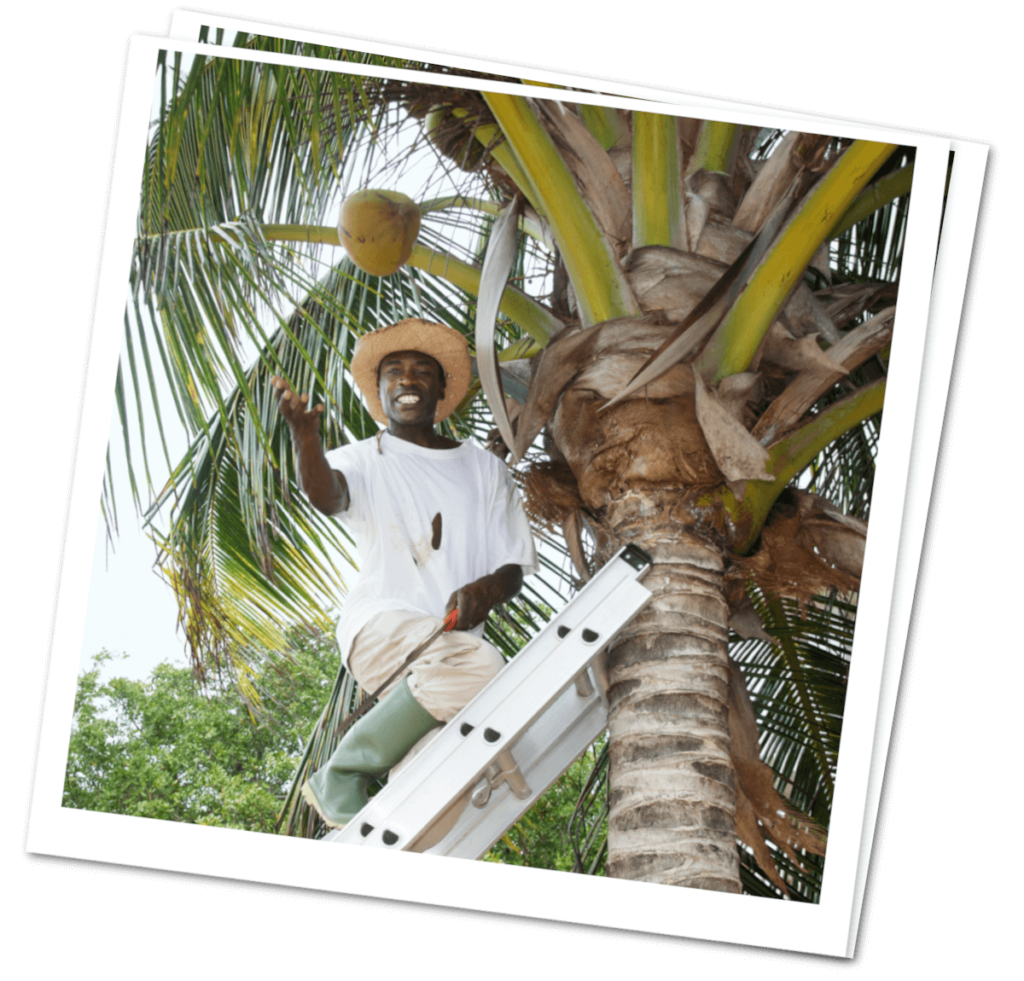 coconut Jelliman in tree